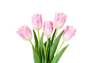 Obraz premium Bouquet of Pink Tulips Isolated on White