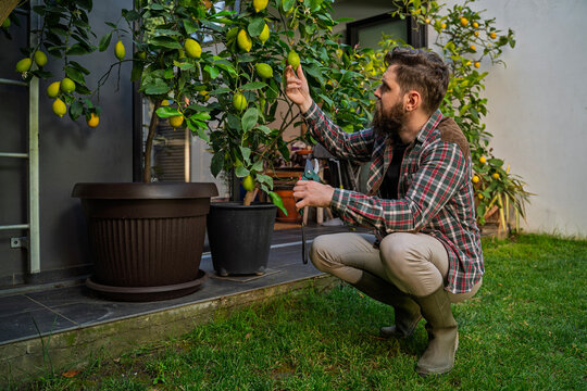 Man gardener  kneeling in front of lemon trees and looking the fruit