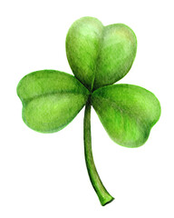 Green three leaf clover watercolor isolated on white background ,St. Patrick's Day Watercolor