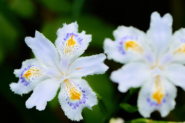 暗い背景のシャガの花のアップ