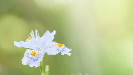 明るい背景の著莪シャガの花のアップ