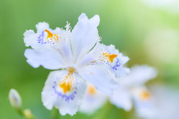 明るい背景の著莪シャガの花のアップ