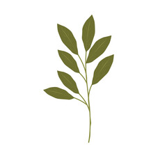 Fototapeta premium Bay leaf illustration. Bay leaf spice. Bay leaf aroma. Green bay leaf vector