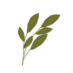 Fototapeta premium Bay leaf illustration. Bay leaf spice. Bay leaf aroma. Green bay leaf vector