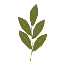 Obraz premium Bay leaf illustration. Bay leaf spice. Bay leaf aroma. Green bay leaf vector