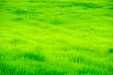 Obraz premium Lush Green Grass Field Under Bright Clear Sky During Summer Day
