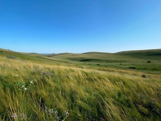 Obraz premium field of wheat