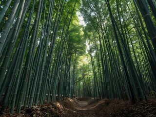 Fototapeta premium green bamboo forest