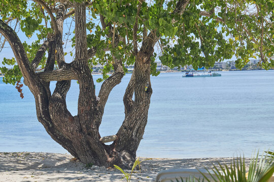 Tropical tree by the ocean shore