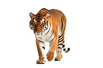 Obraz premium Bengal Tiger Walking in Isolated White Background
