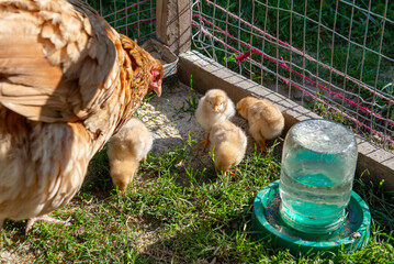 Baby chicks drinking water in backyard poultry enclosure on sunny day © Olha Semeniv
