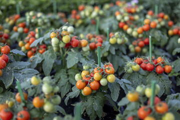 Vibrant field of fresh red cherry tomato plants growing in garden. ripe organic fruit on vine represents healthy harvest and abundant agriculture