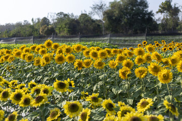 Obraz premium Vibrant agricultural farm with beautiful sunflower field blooming in summer. yellow flower and green leaf create bright, happy, and natural outdoor landscape