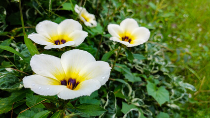Group of white Turnera subulata flowers with yellow and dark purple centers in bloom, featuring fresh water droplets on petals among green foliage with copy space.