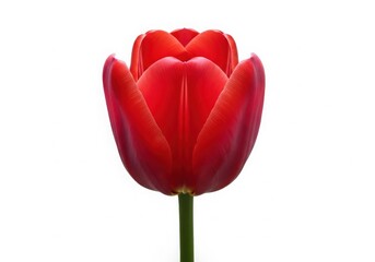 Vibrant red tulip flower isolated on white background