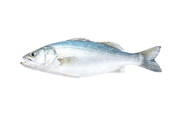 Obraz premium Fresh Sea Bass Fish on White Background