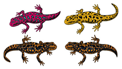 Fototapeta premium Colorful Hand-drawn Salamanders and Newts. Engraved Style Amphibian Illustrations Set.
