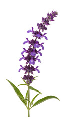 Obraz premium A close-up studio shot of a beautiful purple salvia flower with green leaves, isolated on a clear background