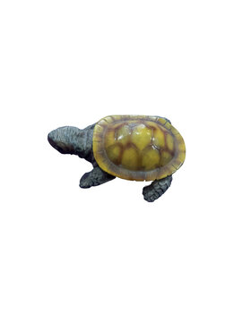 Baby turtle with unique shell pattern on black background
