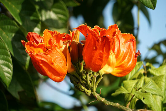 Beautiful Spathodea flowers, African tulip tree. Spathodea campanulata. among green leaves and other blue sky background.
