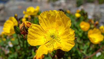 Close up of vibrant yellow flowers in sunlight with blurry green background