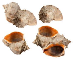 close-up detailed view of four rustic seashells with orange interiors, showcasing natural textures and spiral formations on a transparent background.