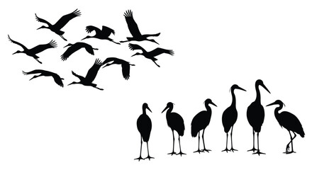 Fototapeta premium A flock of birds in flight and wading black silhouette