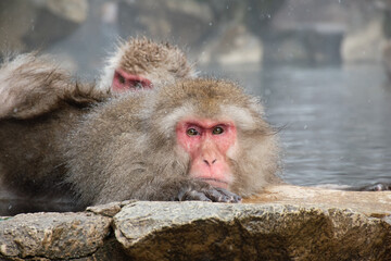 地獄谷野猿公苑の温泉で寝そべる野生のニホンザル　snow monkey park