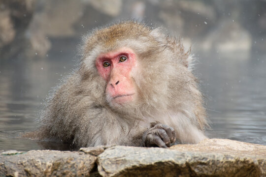 地獄谷野猿公苑の温泉につかる野生のニホンザル　snow monkey park