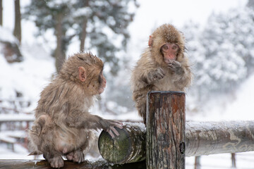 地獄谷野猿公苑の温泉上がりの野生の子猿たち　snow monkey park