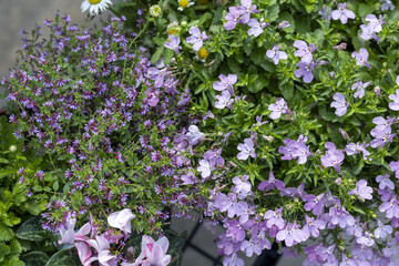 Beautiful and delicate floral background of purple flower, lobelia, and nemesia blooming in summer garden. vibrant and charming display of natural plant and green leaf © CoreRock