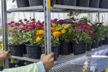 Fototapeta premium Worker hand pushing metal cart full of colorful flower pots inside bright nursery greenhouse. vibrant plant blooms create cheerful and busy atmosphere of horticulture