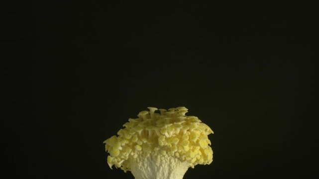 Close-up time-lapse of fungi growth in natural environment with detailed texture and motion.