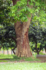 Obraz premium Majestic tree trunk with green foliage in a serene park setting.