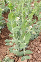 Pisum sativum plant on farm for harvest