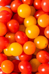 Obraz premium Raw Organic Multi Colored Cherry Tomatoes