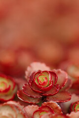 Macro closeup of red succulent plant with delicate rosette-shaped leaves, fine details and soft natural light. Geometric beauty of nature. Background for eco-friendly concepts, botanical design.