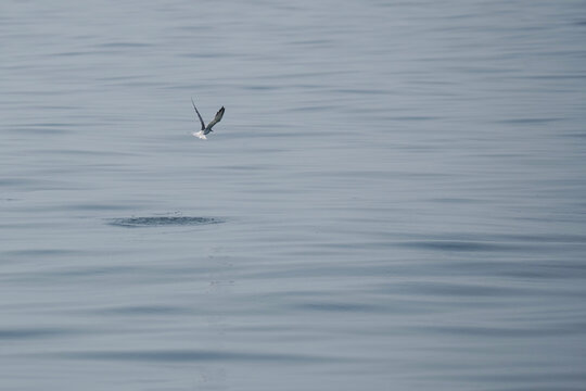 minimal seagulls fly over blue sea nature background