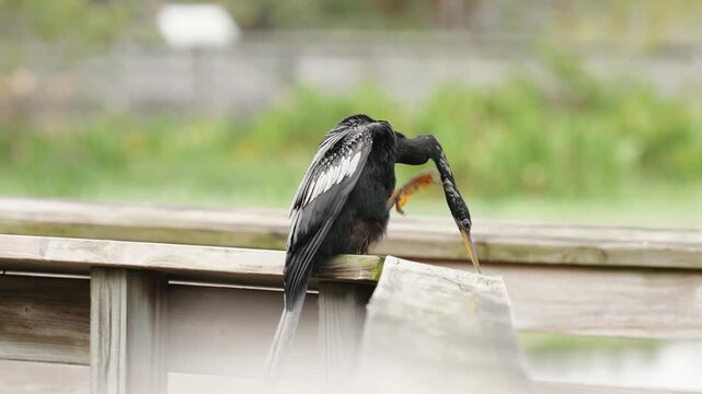 Anhinga bird scratching its neck while perched on wooden railing