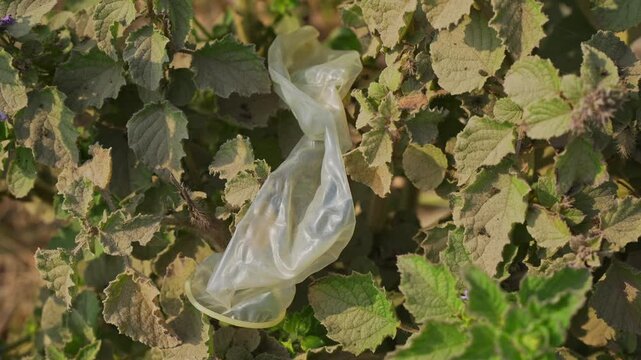 Used condom disposed of in public.