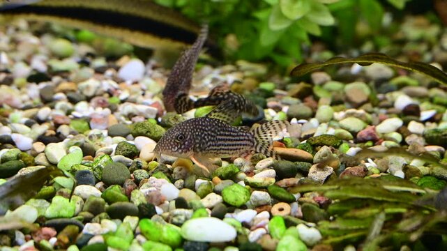 Aquarium fish catfish corydoras sterbai in a freshwater aquarium.