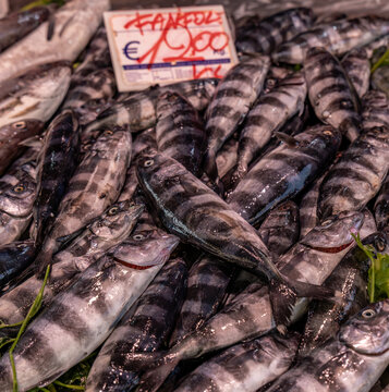 A display of freshly caught Pilot fish (Naucrates ductor) at the Ortigia market, Syracuse, Sicily.