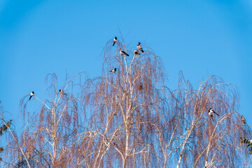 Fototapeta premium A hooded crow sitting on a tree