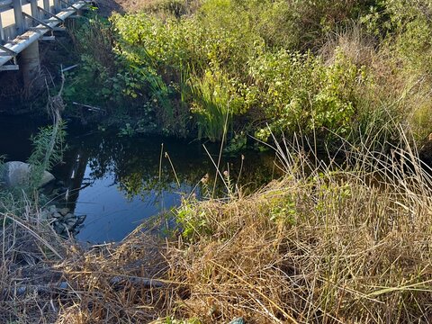 Water and foliage along San Marcos Creek in San Marcos, California.