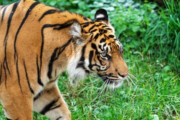 Obraz premium Experience the beauty of a Bengal tiger in its natural habitat. This striking image showcases the tiger s strength and elegance amidst a lush green landscape, symbolizing wildlife conservation.