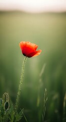 Obraz premium Delicate Red Poppy Flower Captures Sunlit Dreamy Soft Focus Portrait.