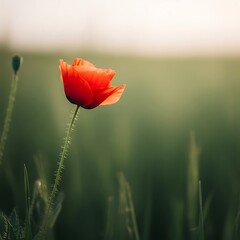 Obraz premium Delicate Red Poppy Flower Captures Sunlit Dreamy Soft Focus Portrait.