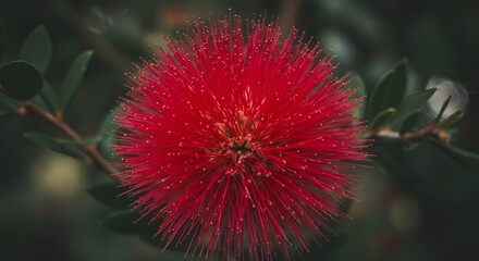 Close-up of a vibrant red calliandra flower with fuzzy stamens and green leaves