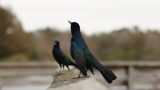 Two common grackles perched with focus shift between birds