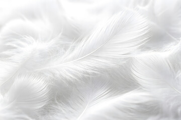 Fototapeta premium Soft white feathers texture background macro